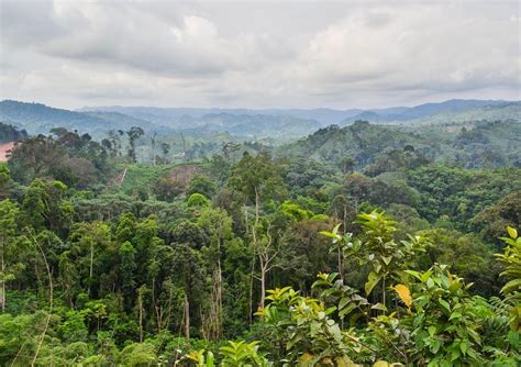 Mayombe Forest The Second Largest In The World Covering Angola Congo