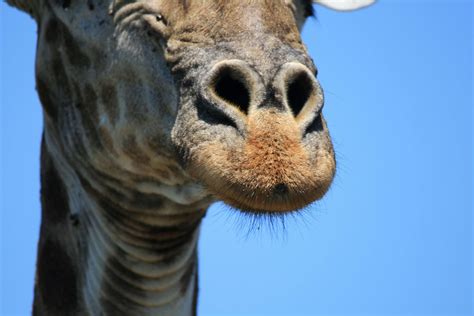 Africa Animal Close Detail Game Giraffe Head Nostrils Wildlife