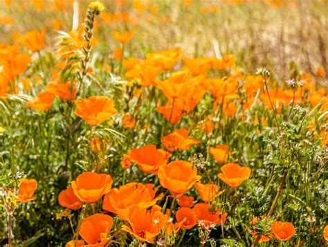 A Complete Guide To The Lancaster Poppies At Antelope Valley Poppy Reserve 2022 Pictures And Words