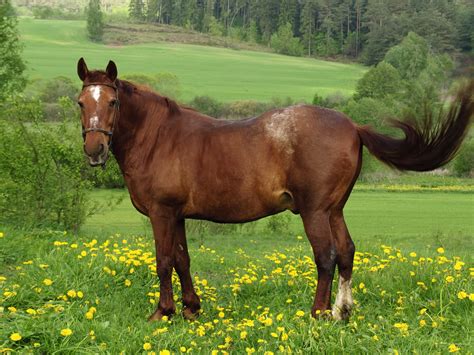 Racing Red Horse Meadow Pasture Royalty Desktop Wallpaper Backgrounds