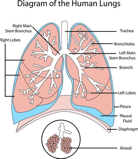 Lungs Diagram How Do We Breathe Lungs And Pleura Interactive