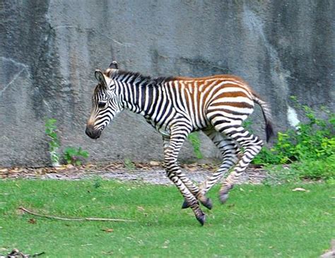 Plains Zebra Facts Habitat Diet Life Cycle Baby Pictures