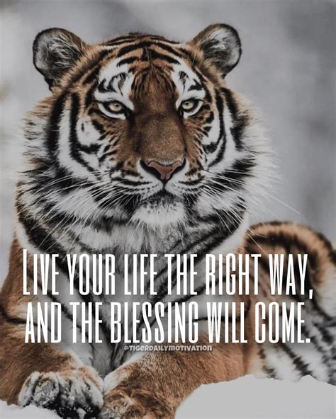 Tiger Quotes Wolf Quotes Wisdom Quotes Me Quotes Motivational