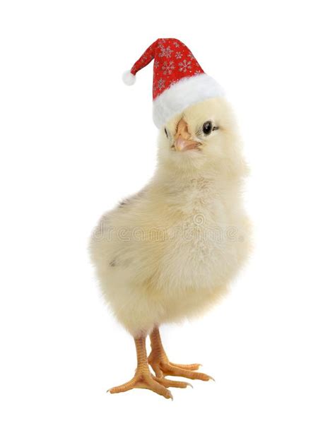 253 Chicken Christmas Hat Photos Free And Royalty Free Stock Photos