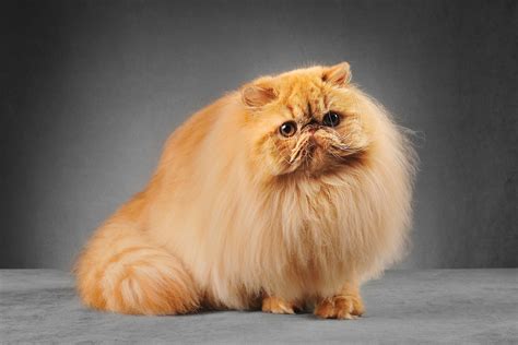 Persian Cat Price Guide How Much In Uk