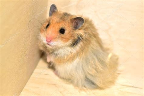 Syrian Hamsters At Home — Stock Photo © Naduina 94065852