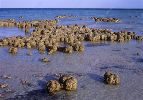Stromatolites In Shark Bay Stock Image C0285169 Science Photo