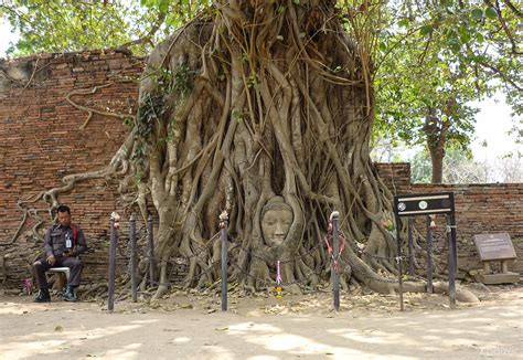 Buddha Head In Tree Roots Wat Mahathat Ayutthaya