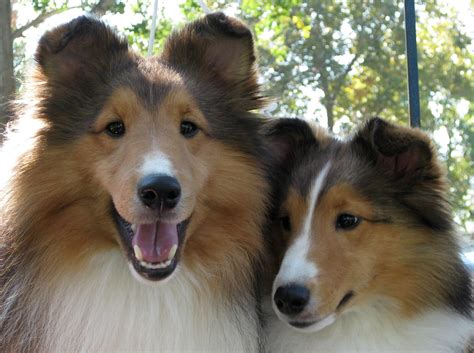 The laekenois, the malinois, the tervuren and the belgian sheepdog were once a single breed. Two shelties | Sheltie, Sheltie dogs, Kittens and puppies