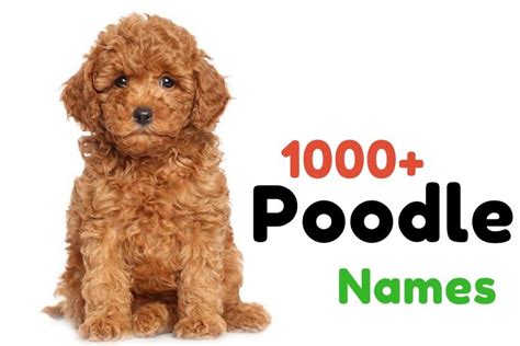 What Is A Good Name For A Poodle