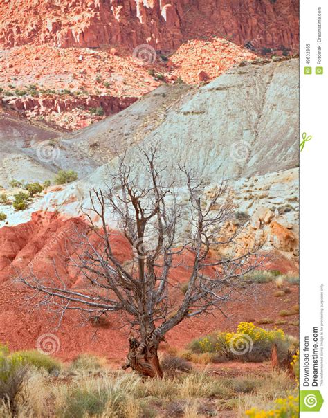 Tree In The Red Desert Of Southwest Usa Stock Image Image Of