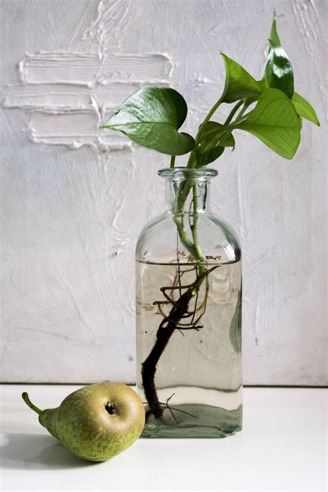 Free Images Apple Branch Light Flower Glass Vase Food Green
