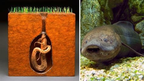 The African Lungfish That Can Survive On Land For Years