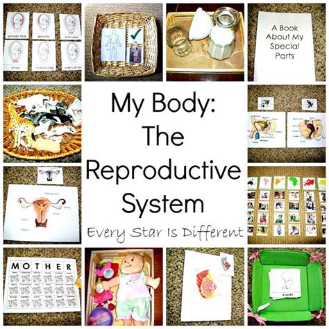 My Body The Reproductive System Unit With Free Printables