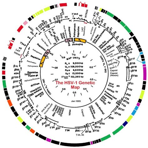 Herpes simplex virus infections are caused by either herpes simplex virus type 1 or 2. theherpesvirusgenome - clairewatt1