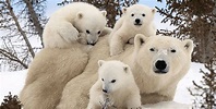13 Of The Most Breathtaking Family Photos In The Animal Kingdom