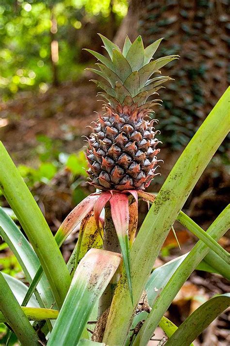 Grow Pineapple From Kitchen Scraps At Home Gardeners Path Growing