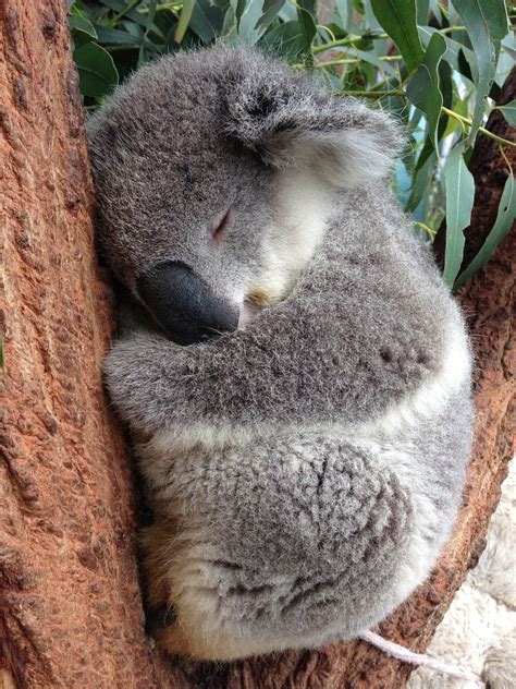 Koala Sleeping Koala Cuddly Animals Koala Bear