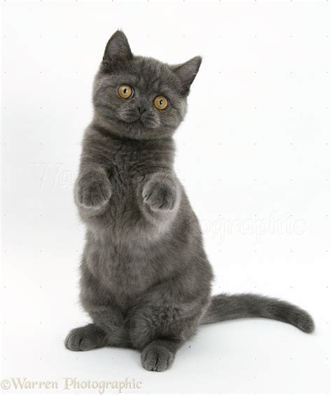 Grey Kitten Sitting Up With Paws Raised Photo Wp18183