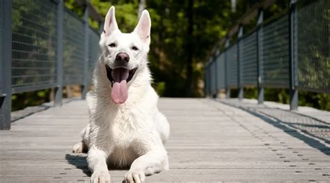 White German Shepherd Dog Breed Info Puppy Prices And More