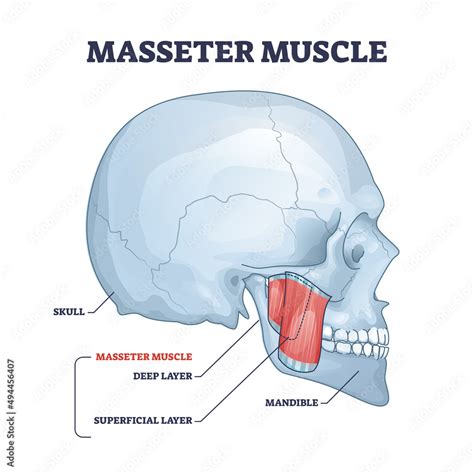 Masseter Muscle As Mastication Anatomical Muscular System Outline