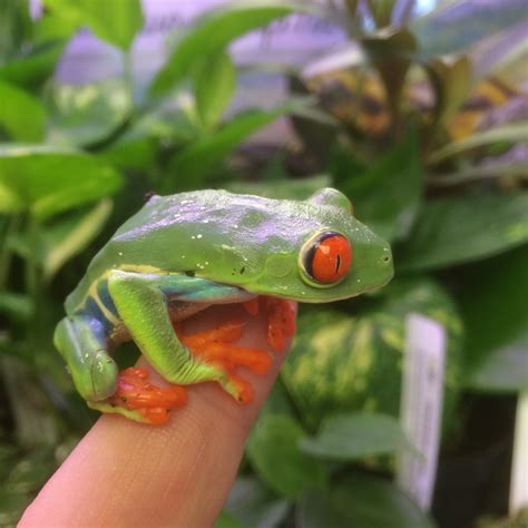 Tree Frog - A-Z Animals