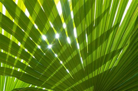 46 Tropical Palm Leaf Wallpaper