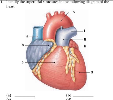 Heart Anatomy Quiz Superficial Structure Diagram Quizlet