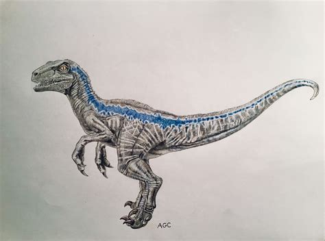 My Drawing Of “blue” From Jurassic World Blue Drawings Velociraptor Drawing Blue Jurassic World