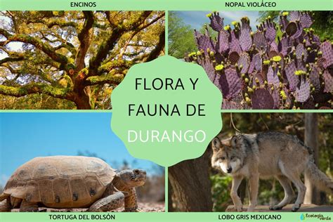Top 95 Imagenes De La Flora Y Fauna De Coahuila Mx