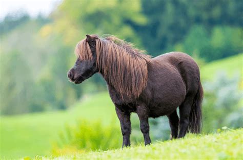 Best Pony Breeds In The World The Ultimate Guide