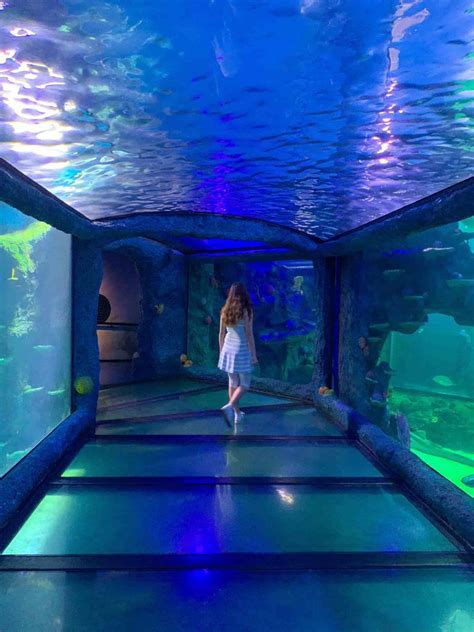 Sydney Aquarium Review Things To Do In Sydney With Kids Lets Go