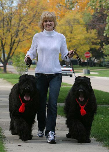 Your source for black russian terrier puppies with world champion and international champion lines. Pin by Garna Clark on Black russian terrier | Black ...