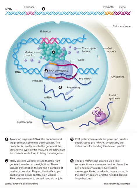 Here S What It Looks Like When A Gene Turns On Discover Magazine