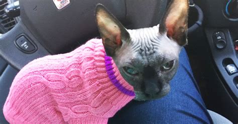 Sick And Alone One Brave Sphynx Kitten Finds An Ideal Home Aspca