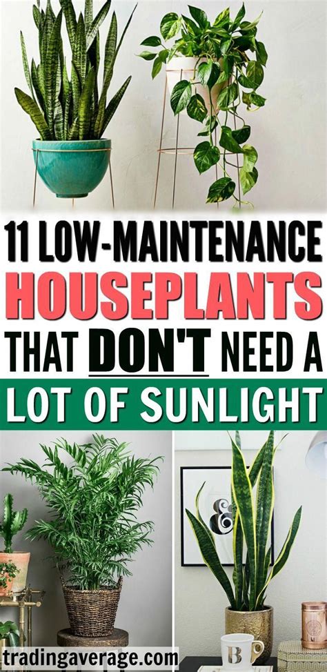 11 Houseplants That Dont Need A Lot Of Sunlight To Grow Outdoor Ideas