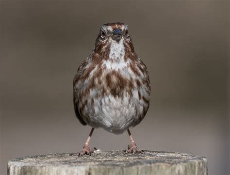 Some Song Sparrows Birding In Bc Community