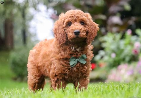 Irish Doodle Puppies For Sale Greenfield Puppies
