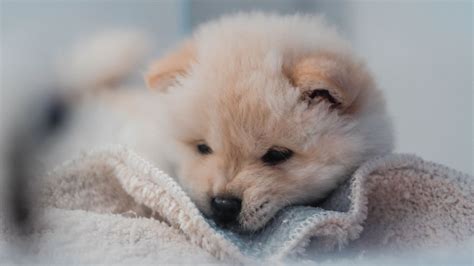 Customize and personalise your desktop, mobile phone and tablet with these free wallpapers! Download wallpaper 1920x1080 puppy, dog, cute, fluffy, pet ...