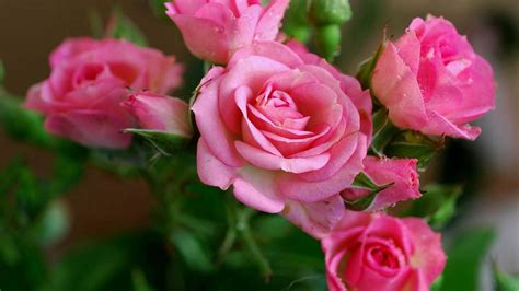 Download Wallpaper 1920x1080 Rose Pink Flowers Bouquet Hd Background