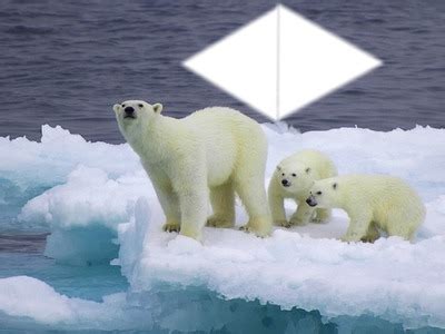 Que cache l'ours polaire ? Ours Polaire Sur Une Image De Plage Montage - Pewter