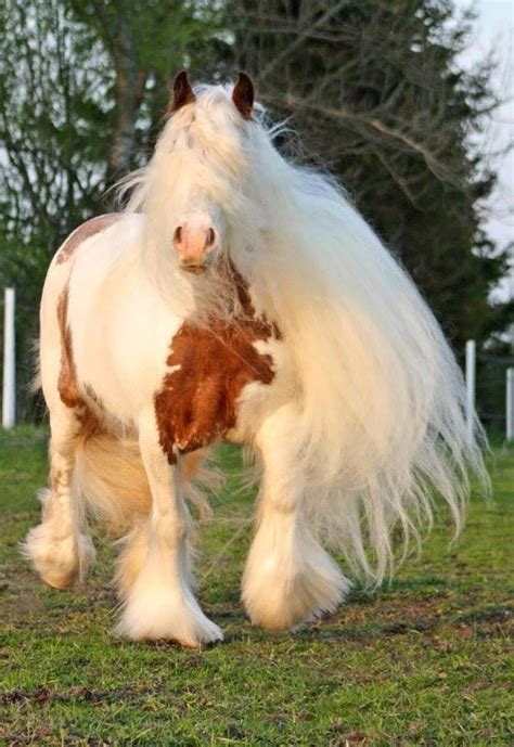 Pin On Gypsy Vanner Horse