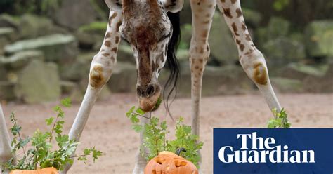 Zoo Animals Celebrate Halloween In Pictures Life And Style The
