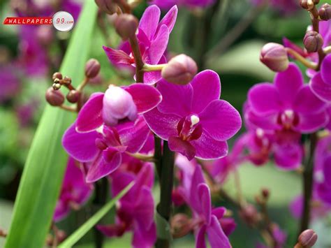 Types Of Orchid Flower Life Is Beautiful