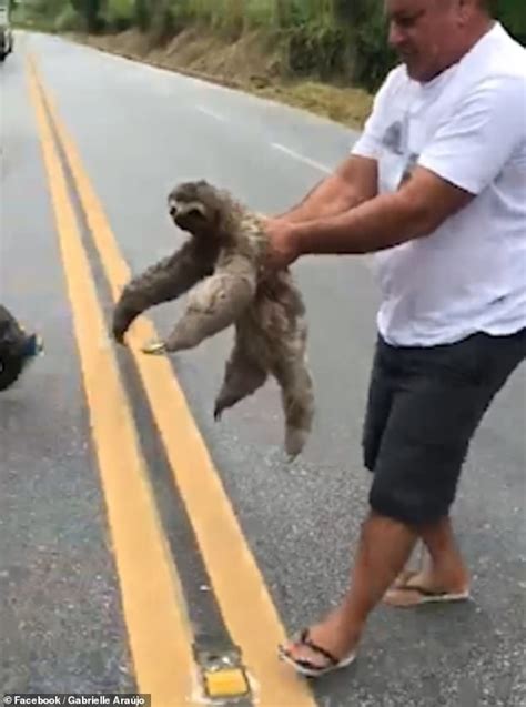 Incredible Moment A Sloth Smiles And Waves At The Man Who Rescued It