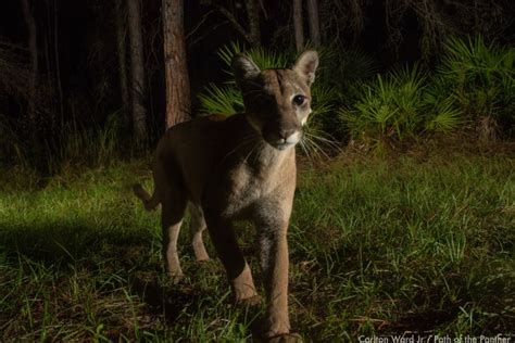 The Endangered Species Act Esa Of 1973 Crew Land And Water Trust