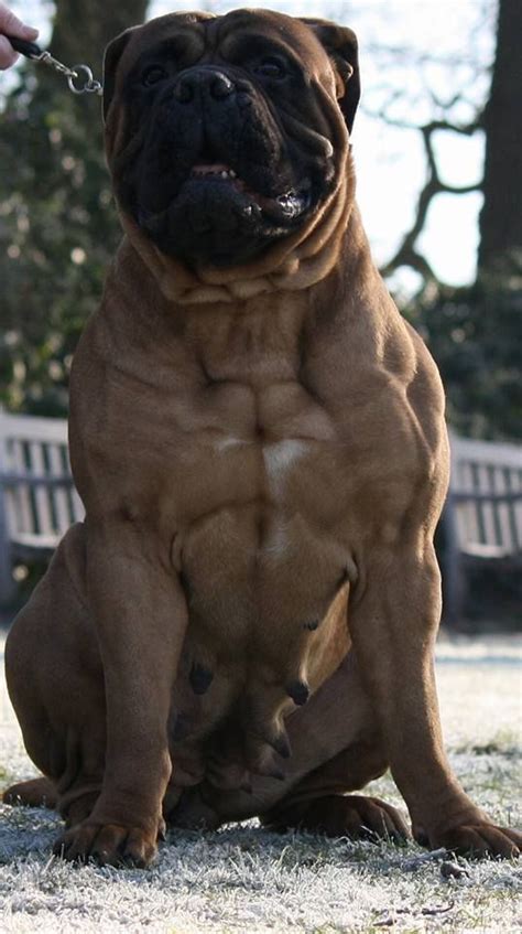 Is it advisable to cross the nigerian local dog(female) with a bullmastiff(male) / bullmastiff puppies super gigantic rottweiler puppies up 4 grabs / 6months old female lhasa apso available(sold. Pin on Bully breeds