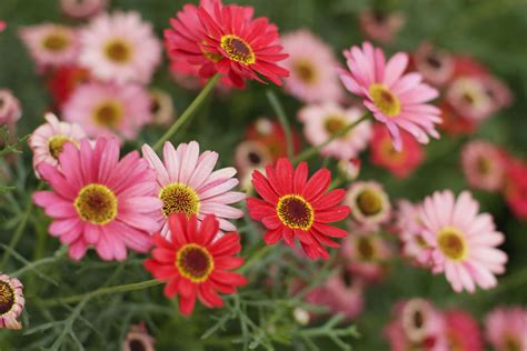 Do Pink And Red Flowers Go Together My Flowers Wallpaper