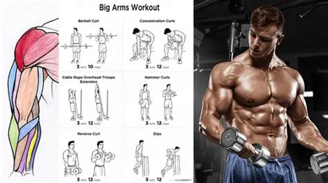 Bicep Workouts For Mass Health Gym Guide