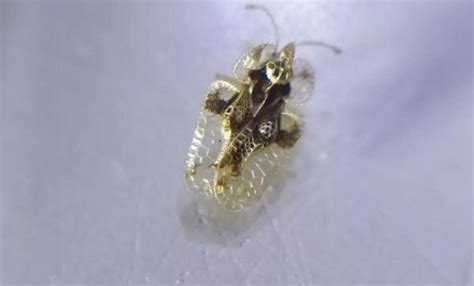 Dantel böceği nedir nasıl olur Dantel böceğinin özellikleri nelerdir